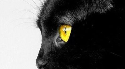 Letture Estive_ Alla scoperta del genere Noir